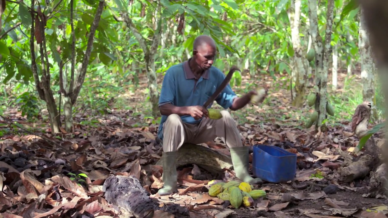 Un producteur ouvre des cabosses de cacao près de Fresco